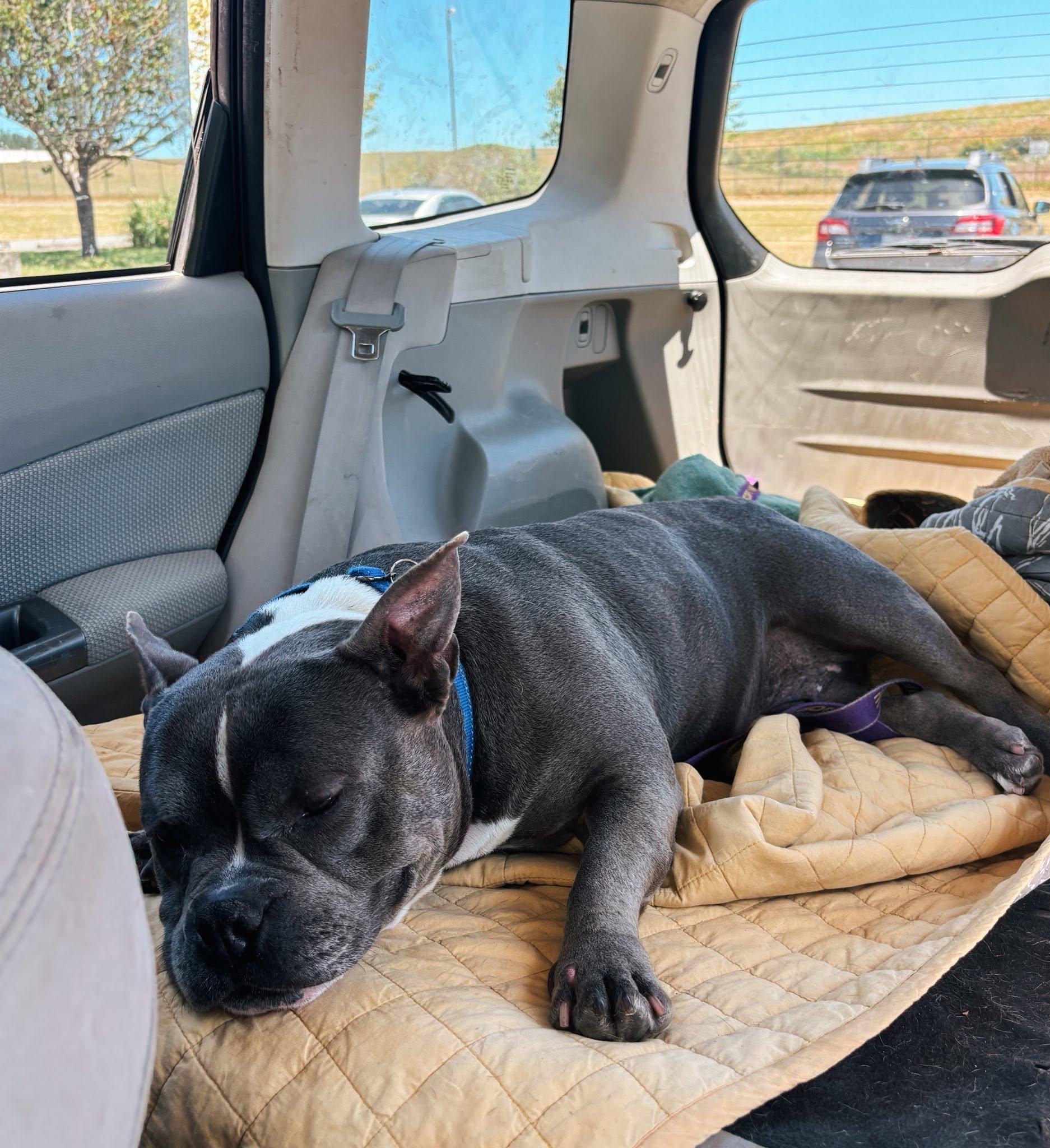 Enlarge Minnie, an adopted mixed breed in Mckinleyville, CA image 2/4