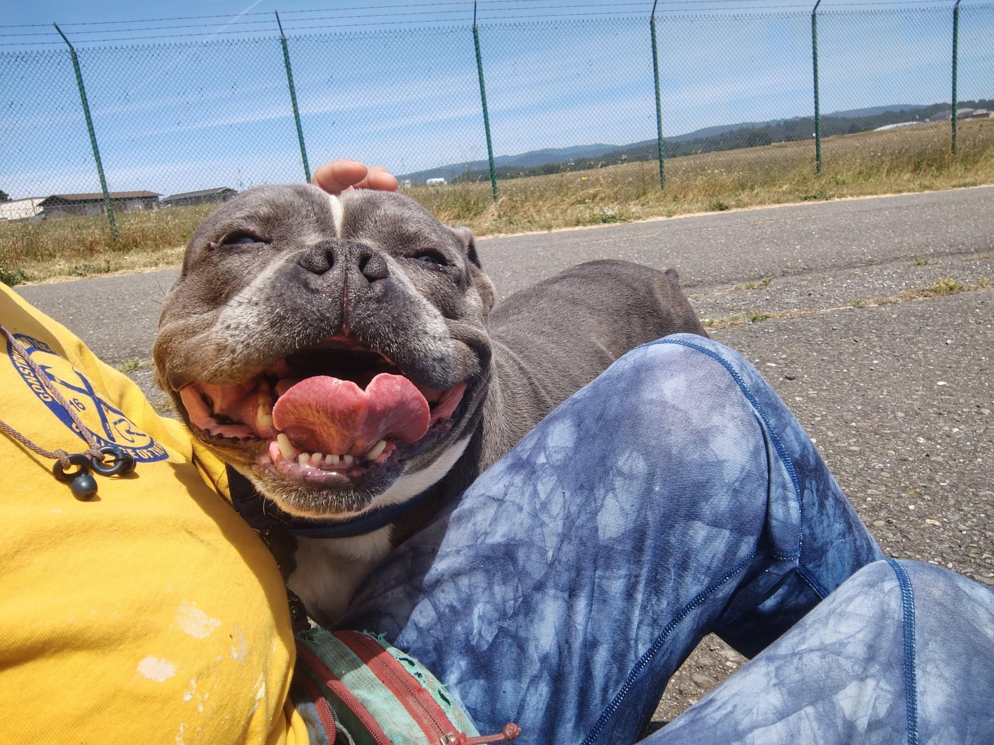 Enlarge Minnie, an adopted mixed breed in Mckinleyville, CA image 3/4