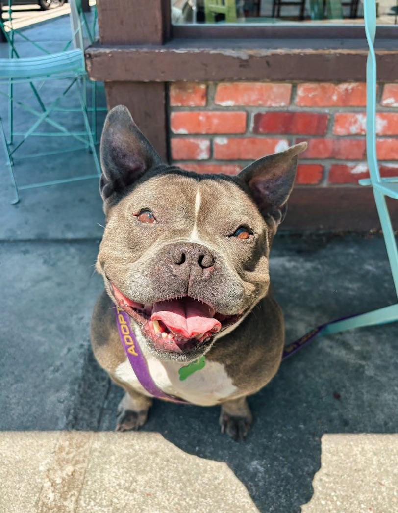 Minnie, adopted, Adult Female American Staffordshire Terrier & Bulldog.