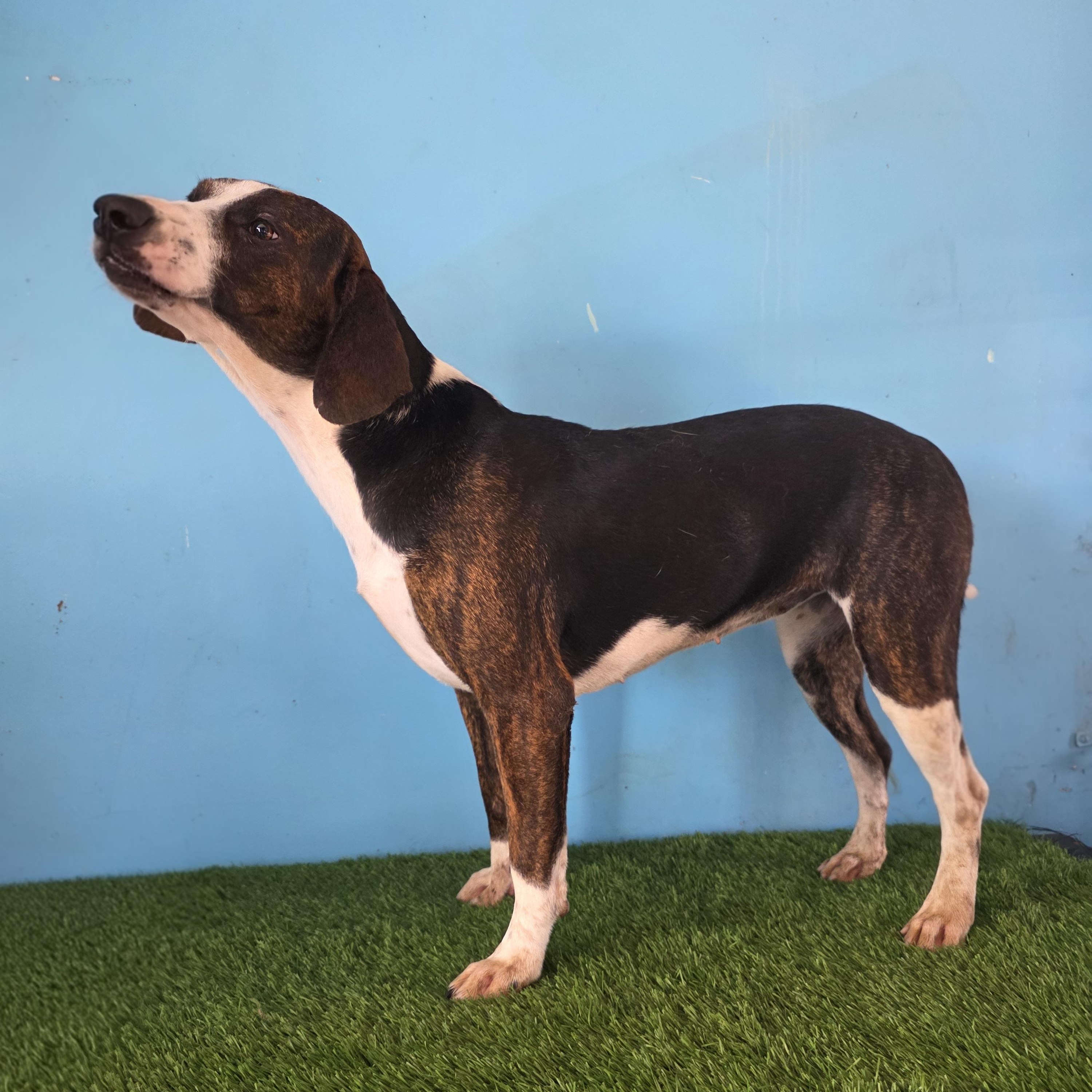 Enlarge Zelda, an adopted mixed breed in Tijuana, BCN image 2/2