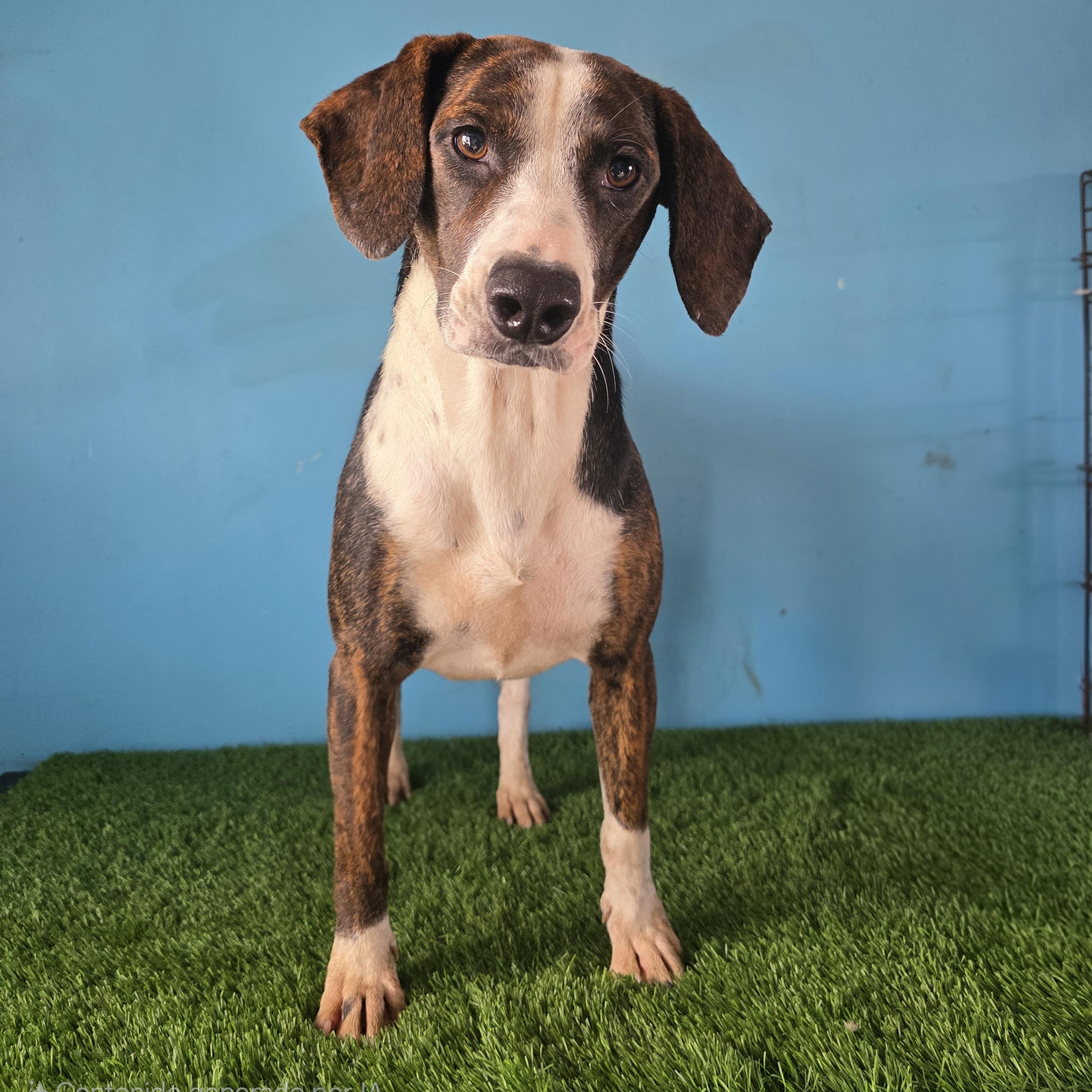 Zelda, adopted, Young Male Beagle.