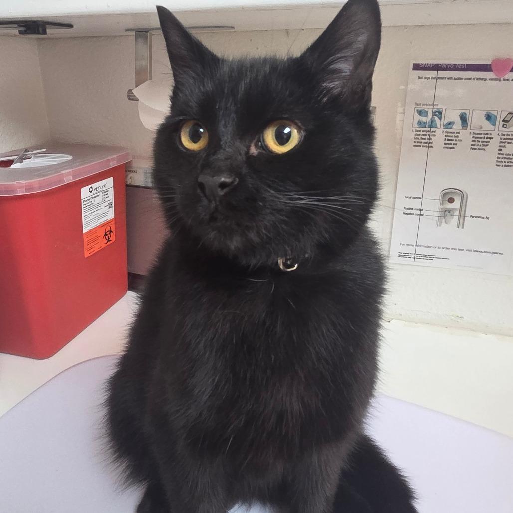 Max, Adoptable, Young Male Domestic Short Hair.