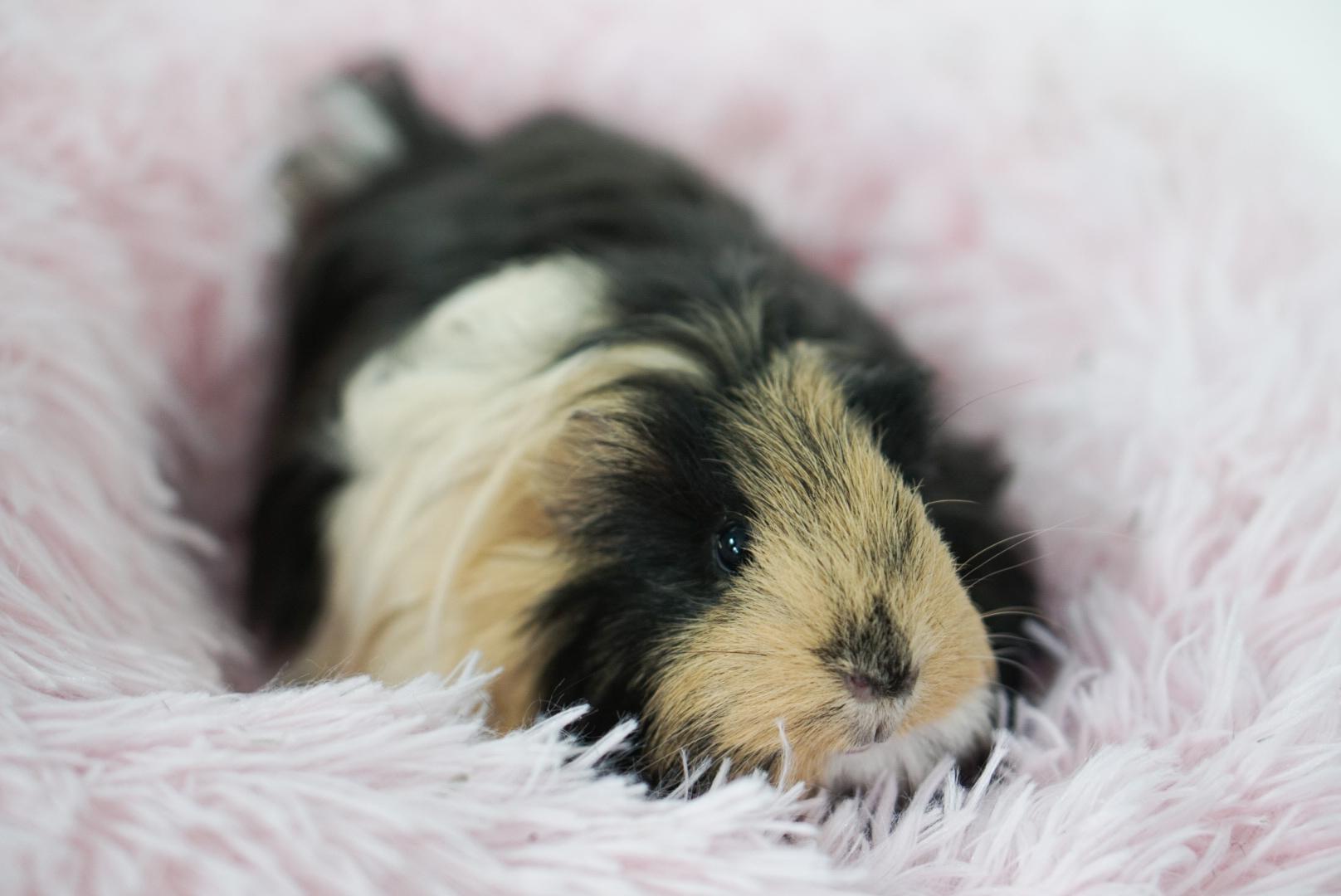 Enlarge Chandy, an adopted mixed breed in Jefferson, LA image 1/1