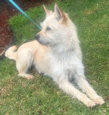 Enlarge SERENA, a ADOPTABLE mixed breed in Bell Gardens, CA image 1/5