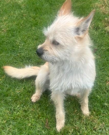 Enlarge SERENA, a ADOPTABLE mixed breed in Bell Gardens, CA image 4/5