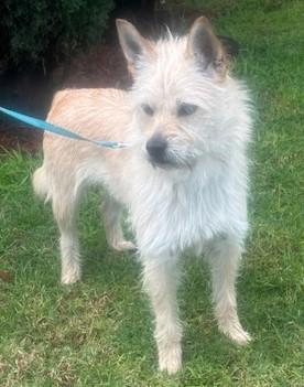 Enlarge SERENA, a ADOPTABLE mixed breed in Bell Gardens, CA image 2/5