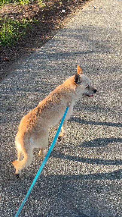 Enlarge SERENA, a ADOPTABLE mixed breed in Bell Gardens, CA video 5/5