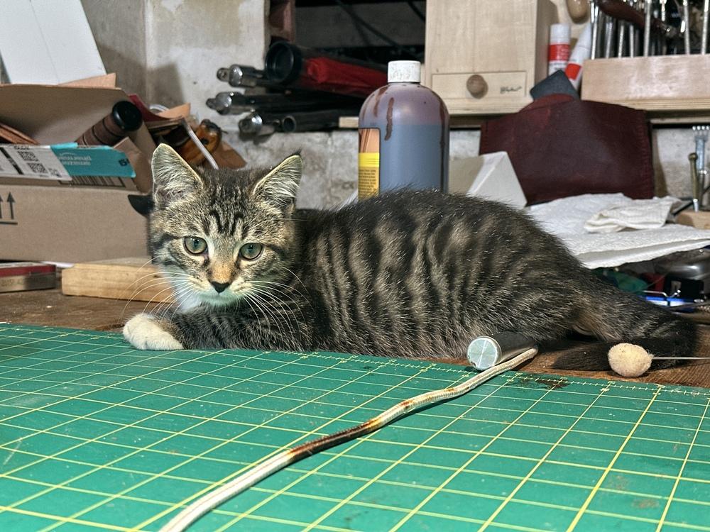 Enlarge Momo, a Adopted Domestic Short Hair in Salisbury, NC image 1/6