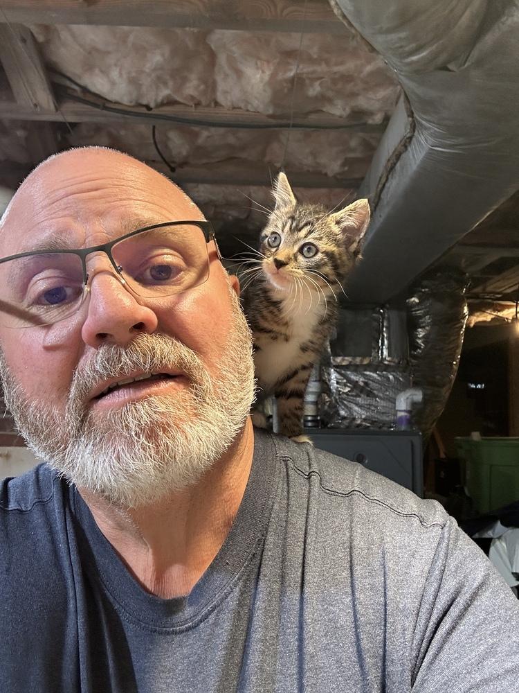 Enlarge Momo, a Adopted Domestic Short Hair in Salisbury, NC image 3/6