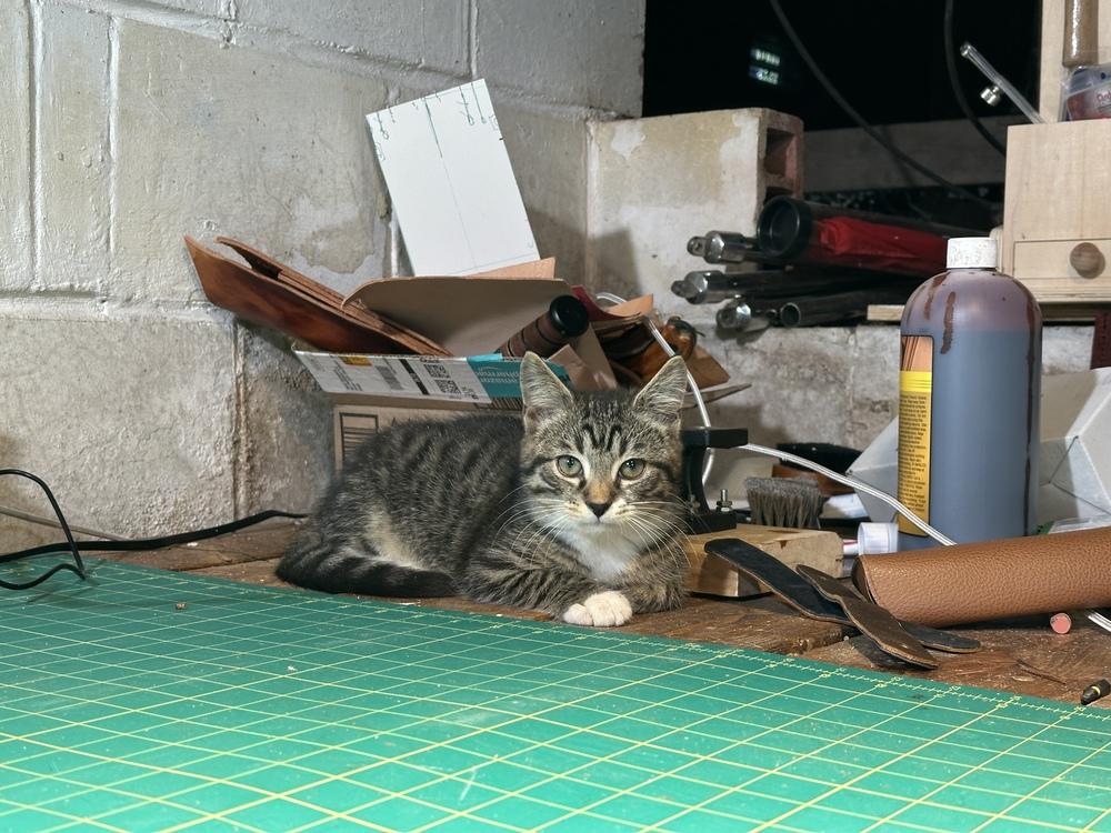 Enlarge Momo, a Adopted Domestic Short Hair in Salisbury, NC image 4/6