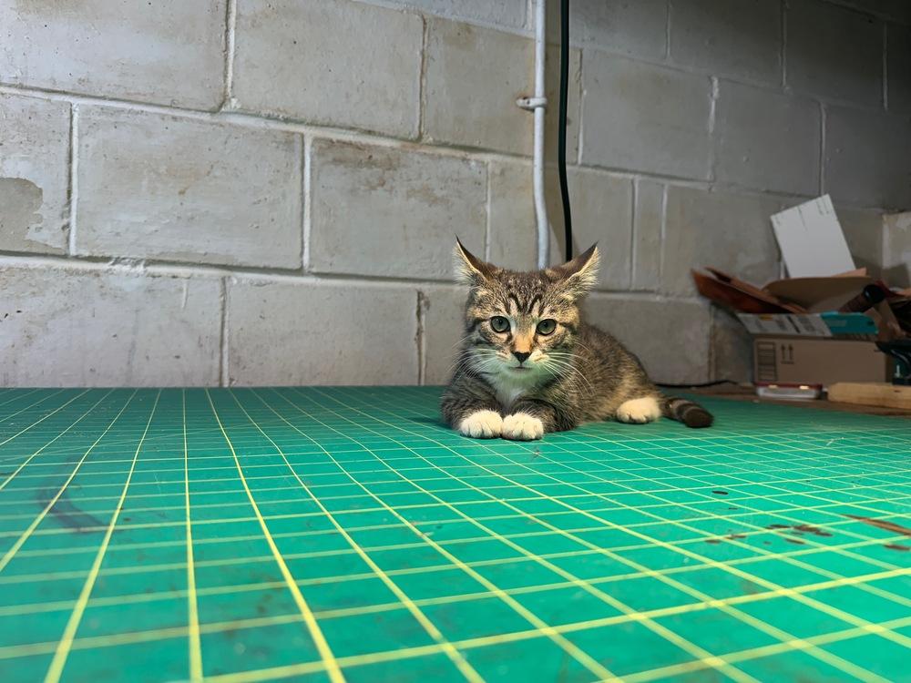 Enlarge Momo, a Adopted Domestic Short Hair in Salisbury, NC image 5/6