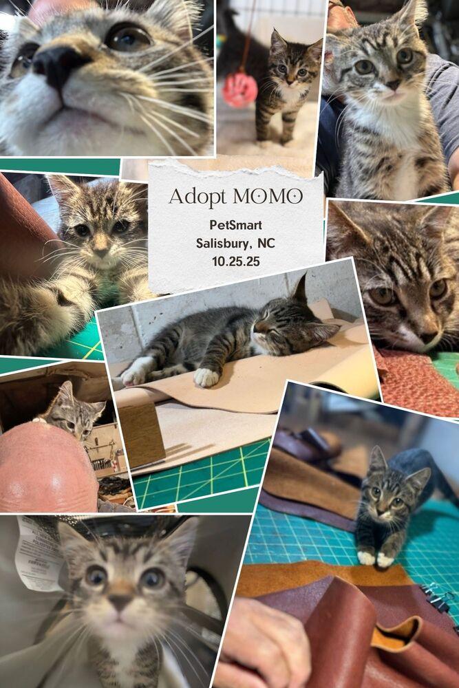 Enlarge Momo, a Adopted Domestic Short Hair in Salisbury, NC image 6/6