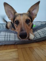 Enlarge Nala, a Adopted mixed breed in Trois-Rivieres, QC image 1/4