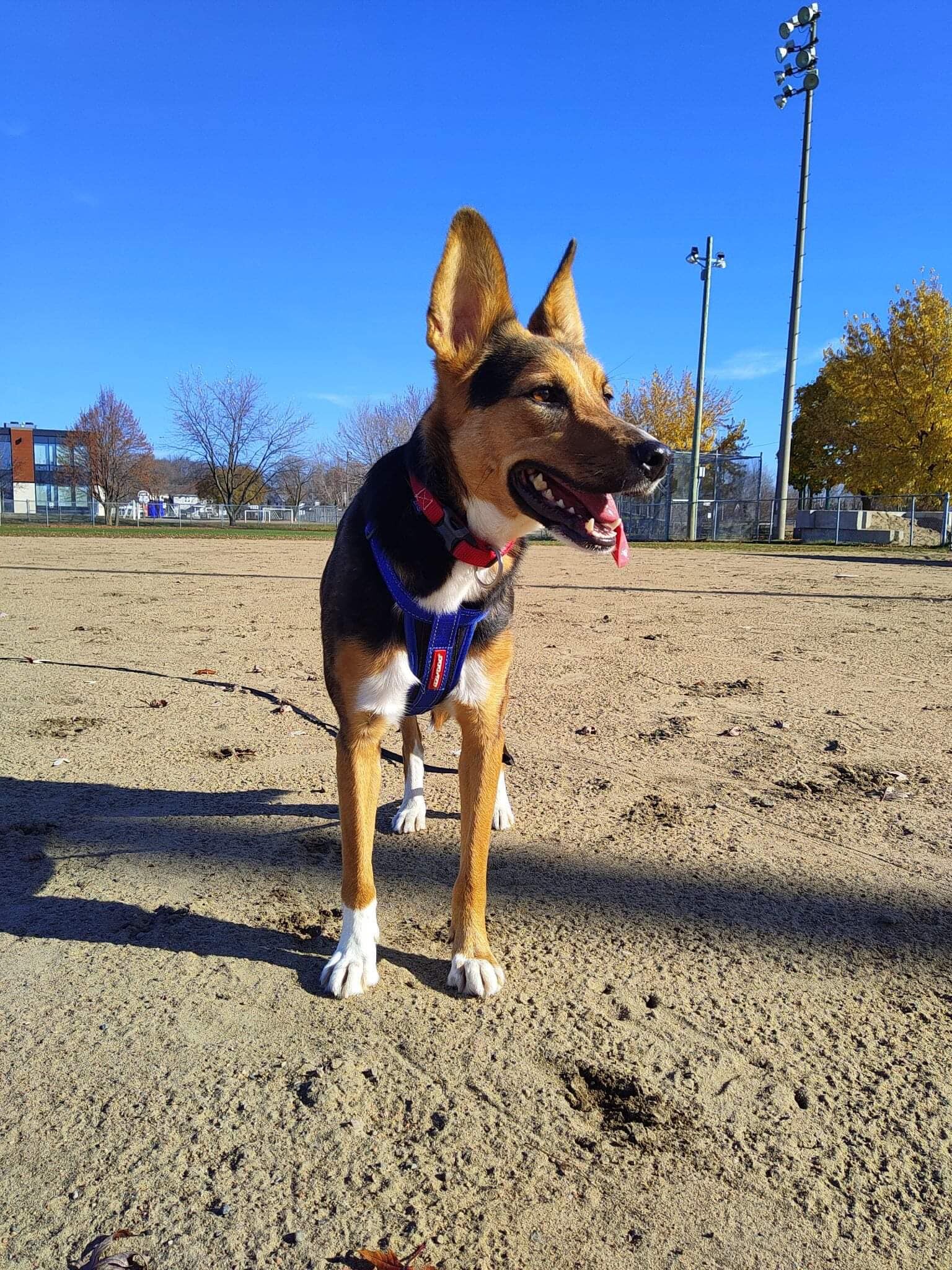 Enlarge Nala, a Adopted mixed breed in Trois-Rivieres, QC image 2/4