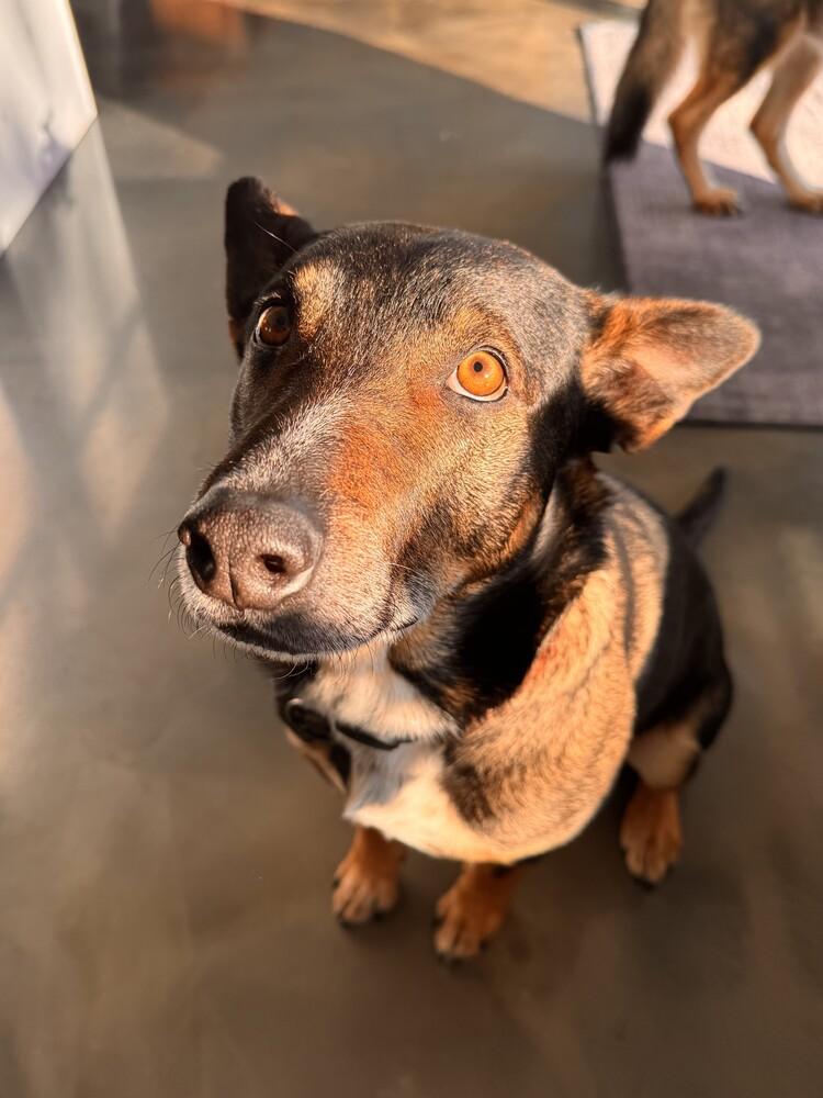 Enlarge Gus McGee, a Adoptable mixed breed in Columbus, OH image 1/6