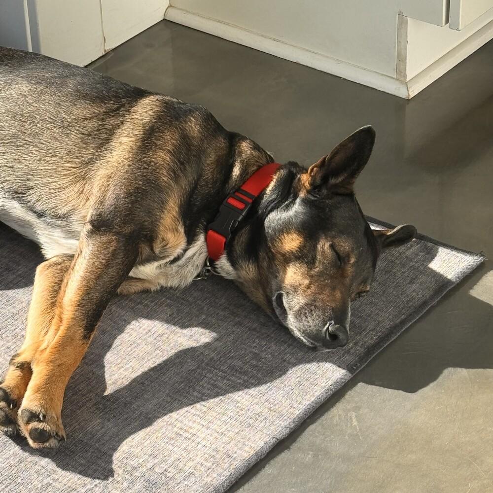 Enlarge Gus McGee, a Adoptable mixed breed in Columbus, OH image 1/6