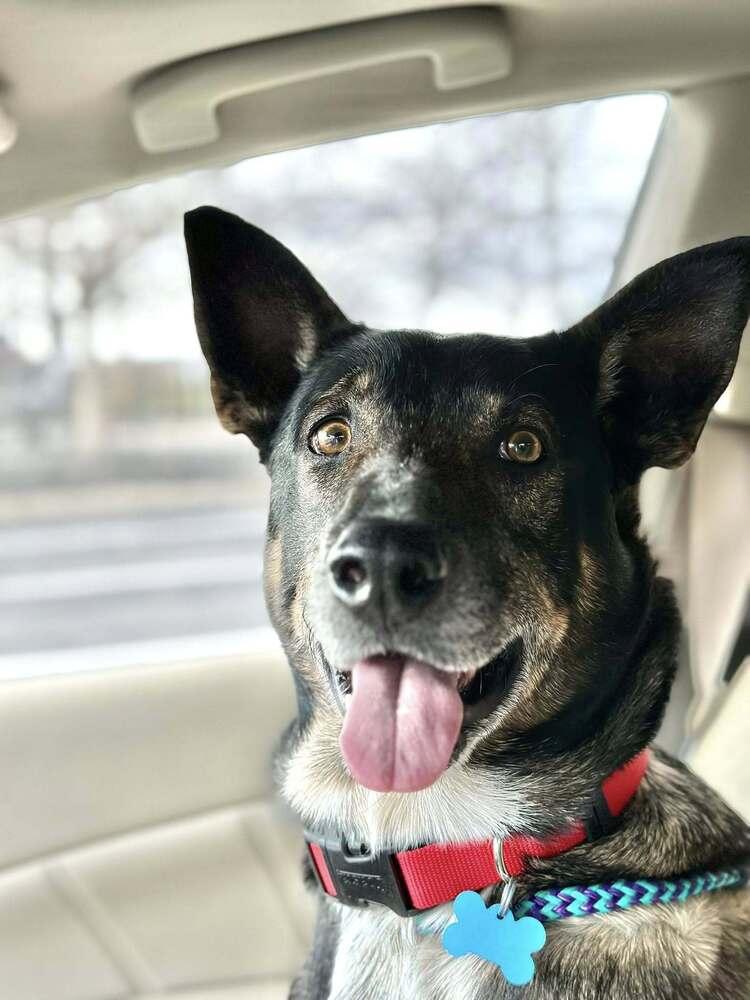 Enlarge Gus McGee, a Adoptable mixed breed in Columbus, OH image 2/6