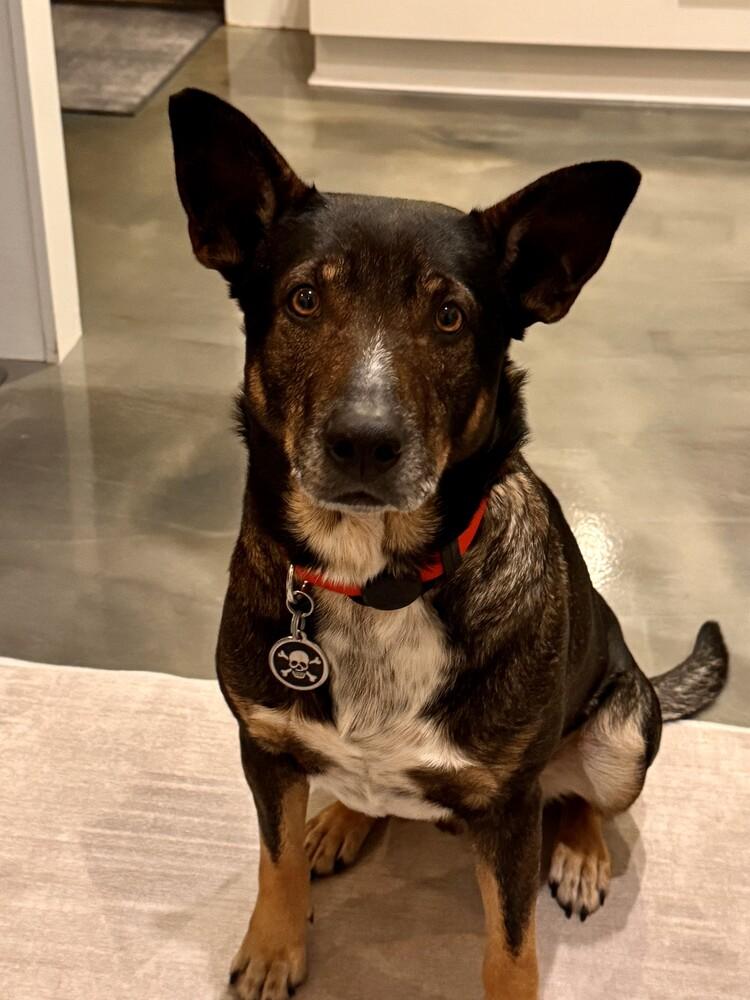 Enlarge Gus McGee, a Adoptable mixed breed in Columbus, OH image 3/6