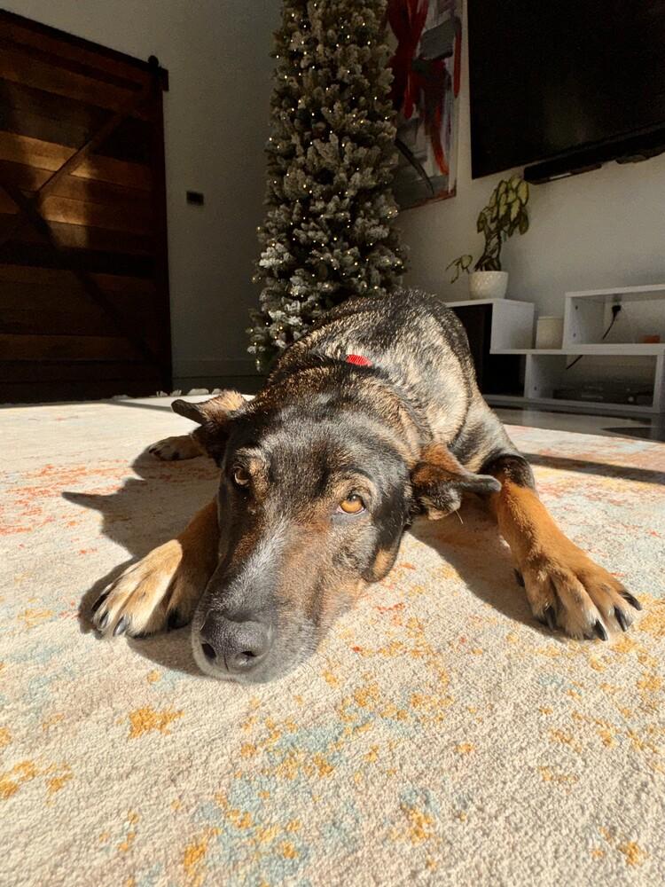 Enlarge Gus McGee, a Adoptable mixed breed in Columbus, OH image 4/6