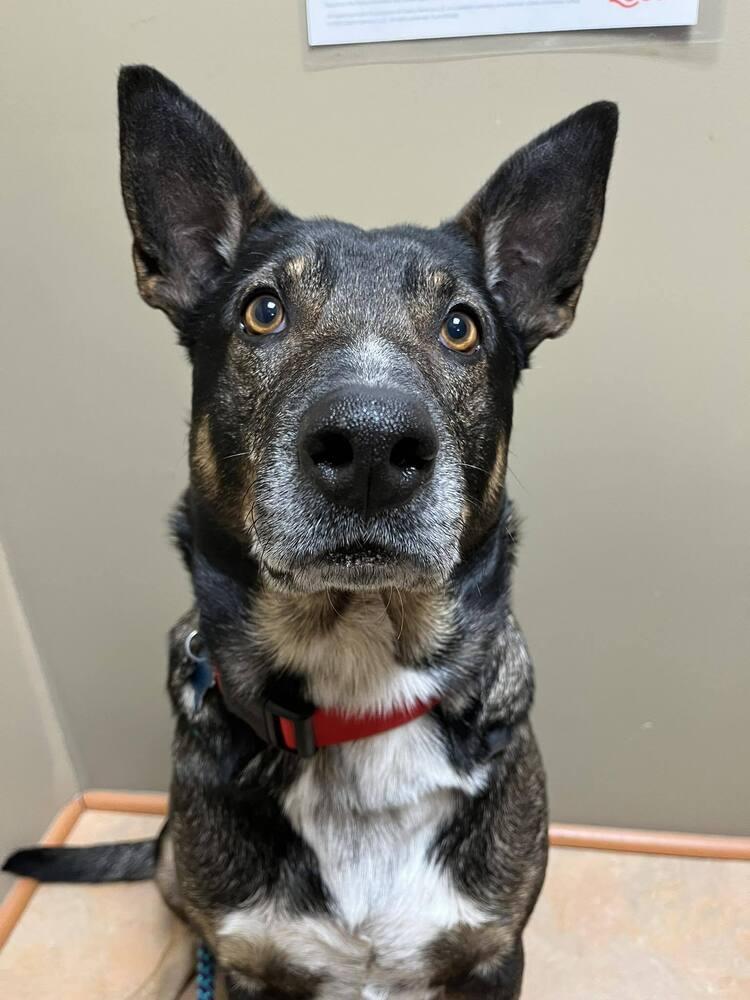 Enlarge Gus McGee, a Adoptable mixed breed in Columbus, OH image 4/6