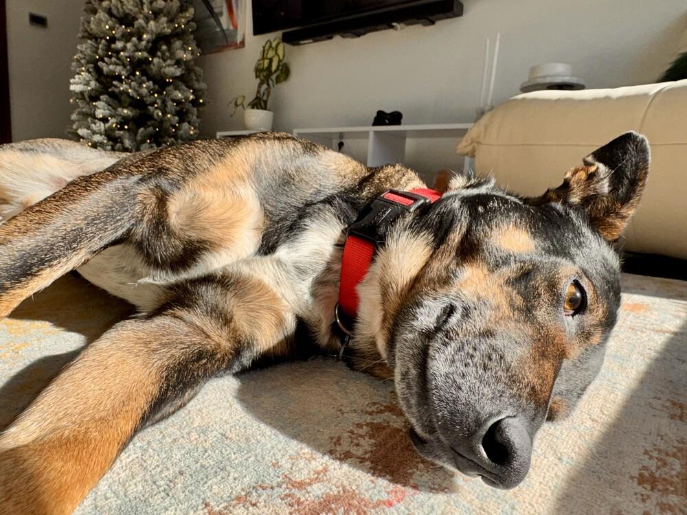 Enlarge Gus McGee, a Adoptable mixed breed in Columbus, OH image 5/6