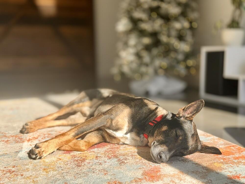 Enlarge Gus McGee, a Adoptable mixed breed in Columbus, OH image 6/6