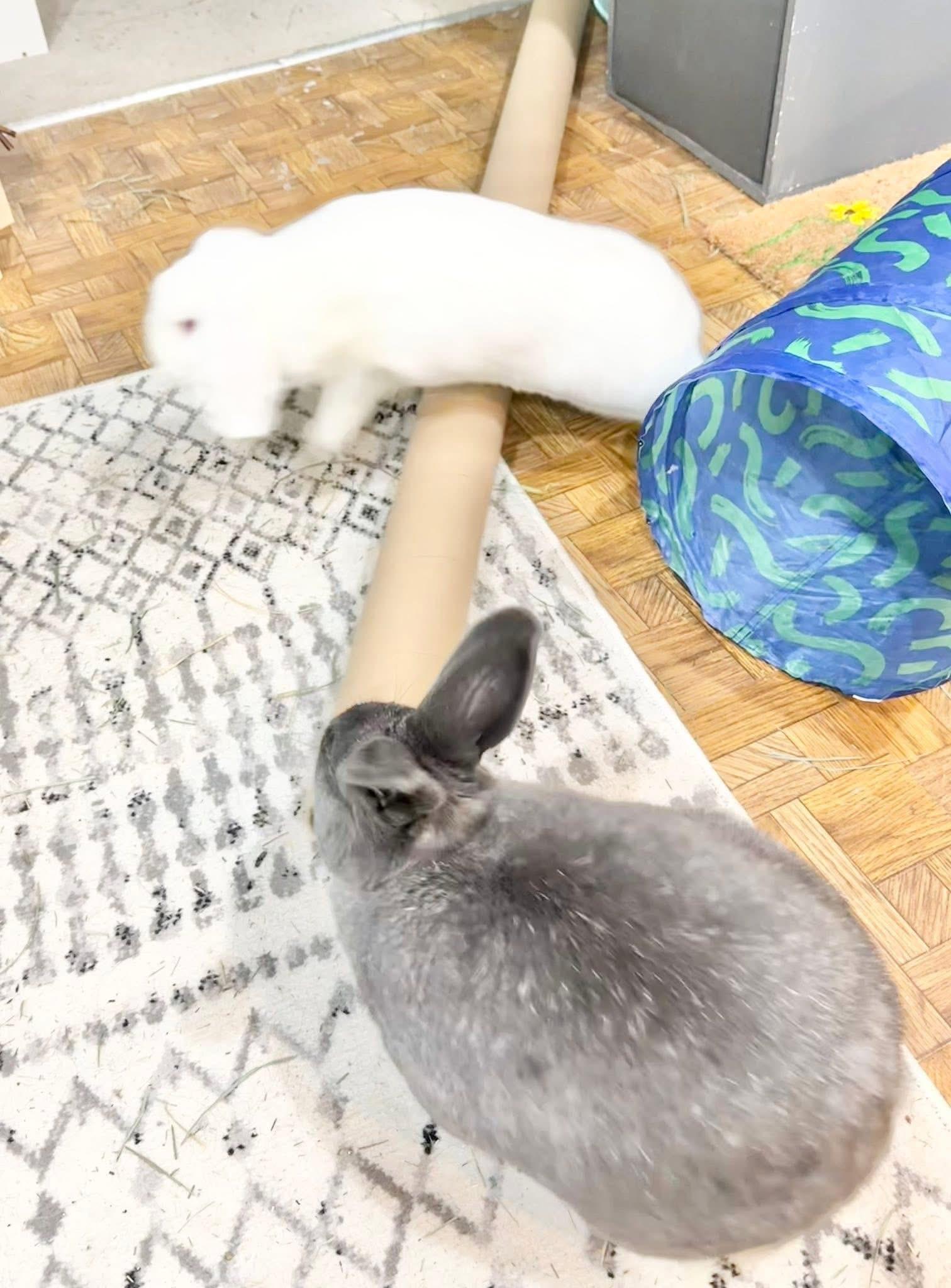 Enlarge Carrot Cake and Frosting , a ADOPTABLE Holland Lop in St. Charles, MO image 3/6