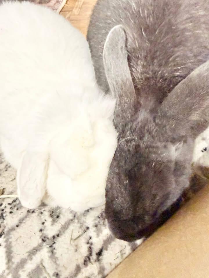 Enlarge Carrot Cake and Frosting , a ADOPTABLE Holland Lop in St. Charles, MO image 5/6
