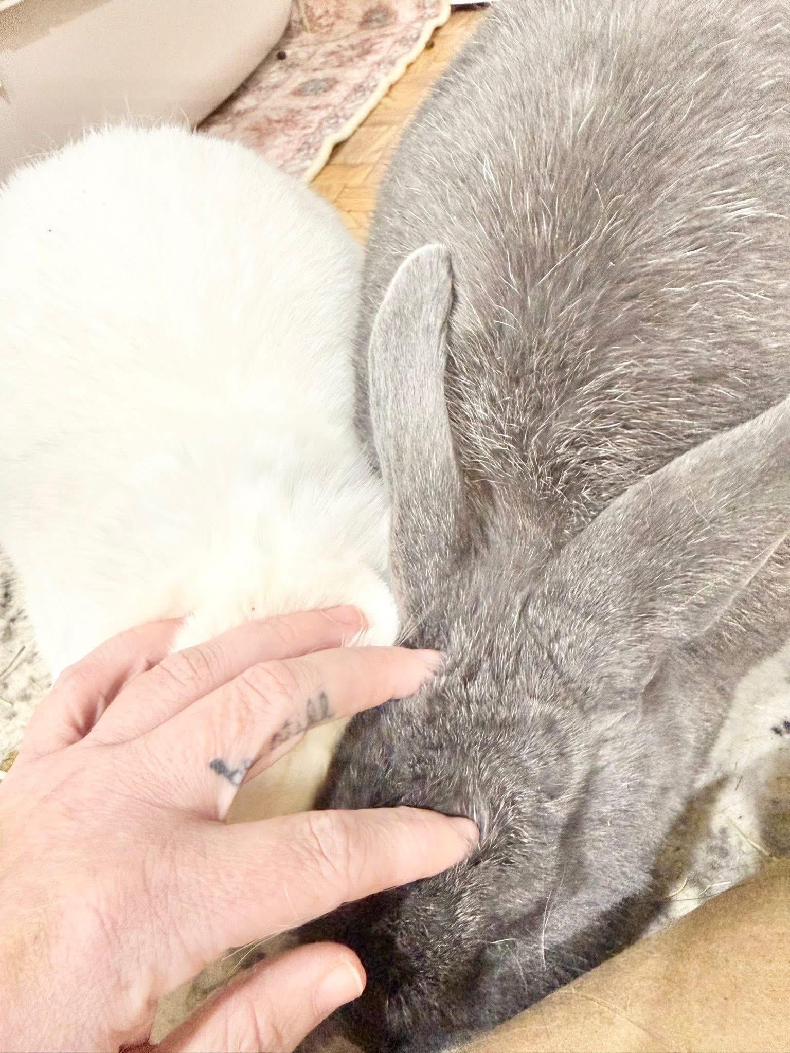 Enlarge Carrot Cake and Frosting , a ADOPTABLE Holland Lop in St. Charles, MO image 2/6