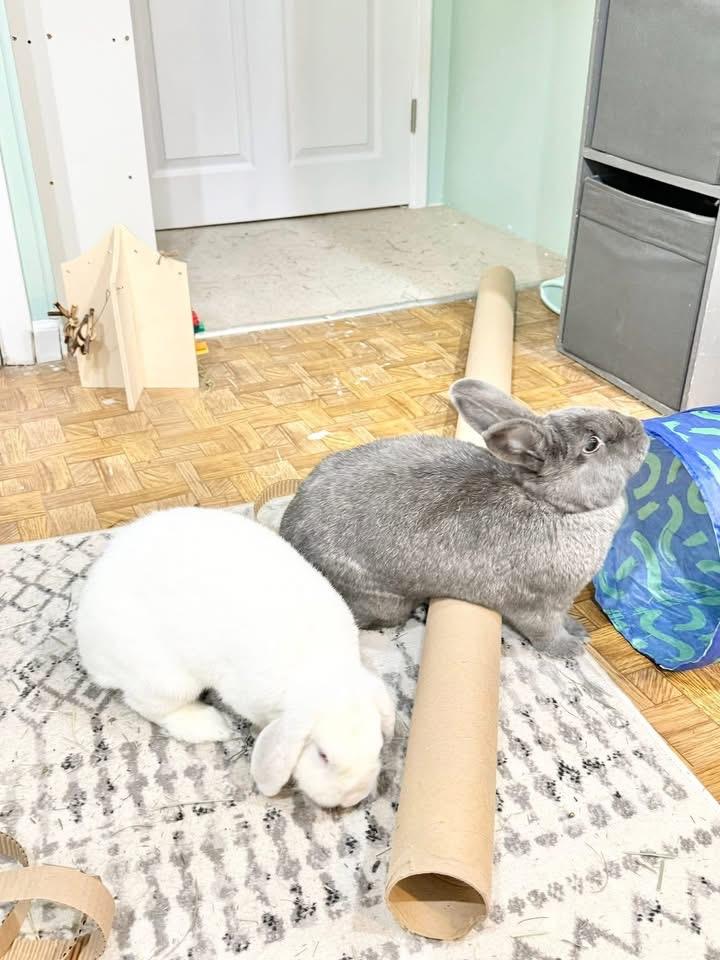 Carrot Cake and Frosting , ADOPTABLE, Adult Female Holland Lop.