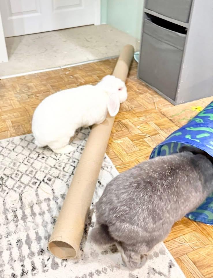 Enlarge Carrot Cake and Frosting , a ADOPTABLE Holland Lop in St. Charles, MO image 6/6
