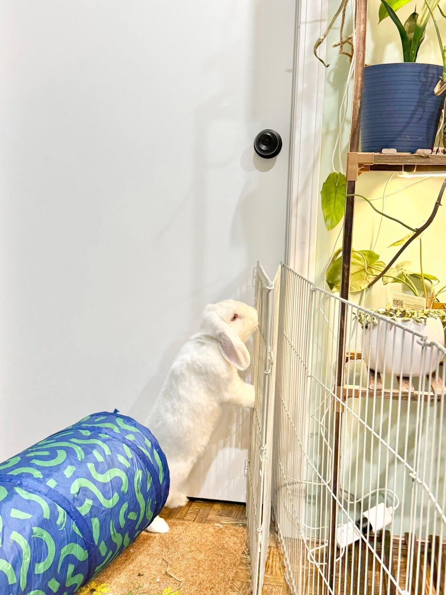 Enlarge Carrot Cake and Frosting , a ADOPTABLE Holland Lop in St. Charles, MO image 4/6