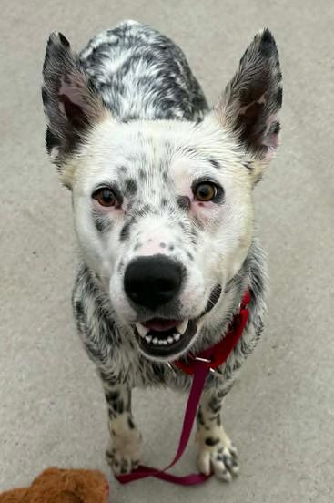 Enlarge Flury, a Adoptable mixed breed in Lampasas, TX image 1/2