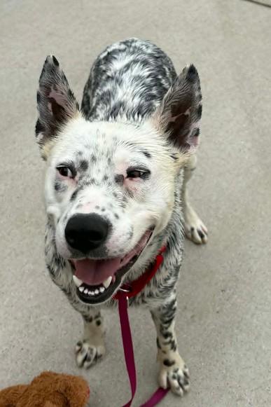 Enlarge Flury, a Adoptable mixed breed in Lampasas, TX image 2/2