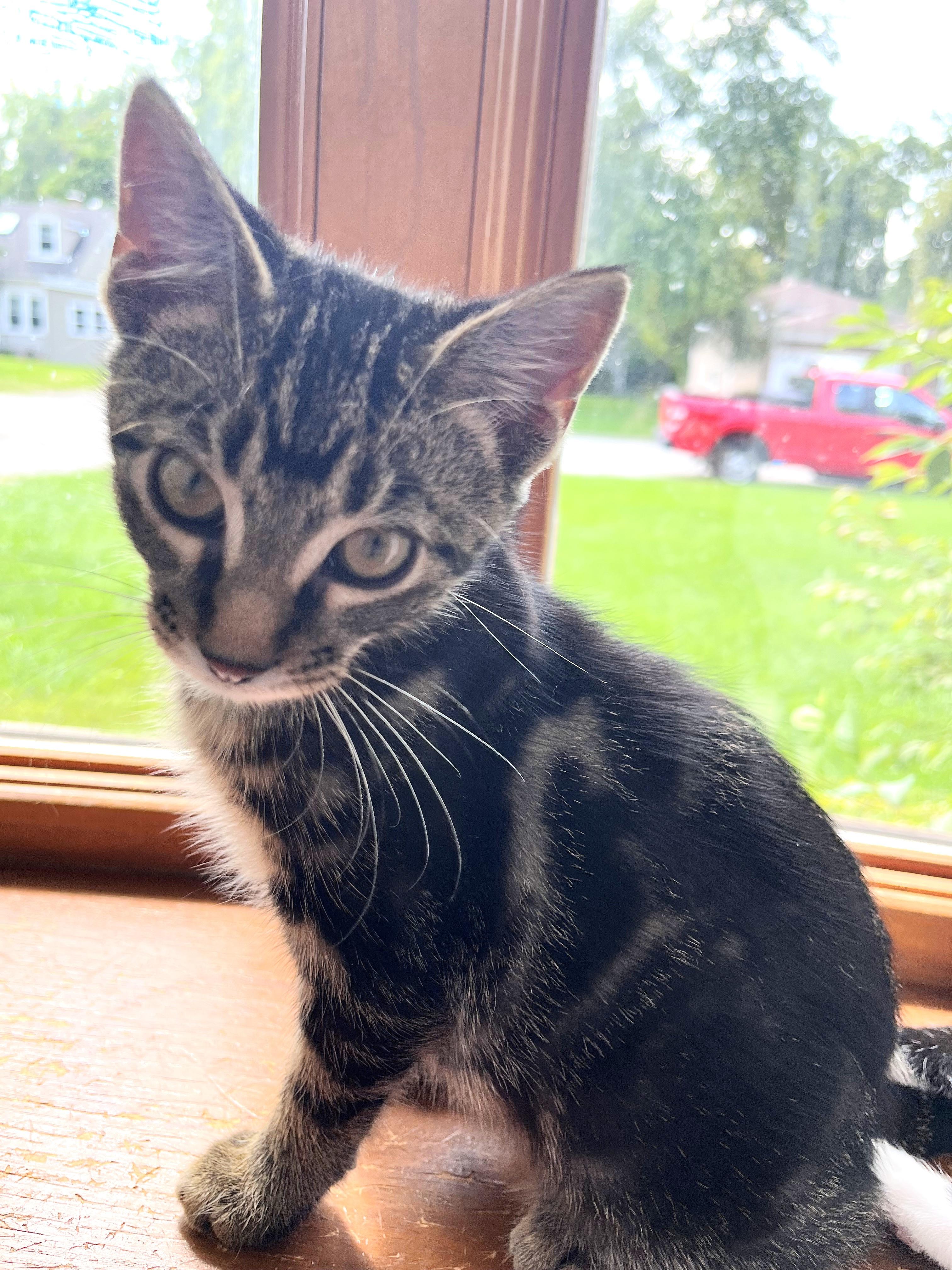 Faible, Adoptable, Kitten Male Tabby & Domestic Short Hair.