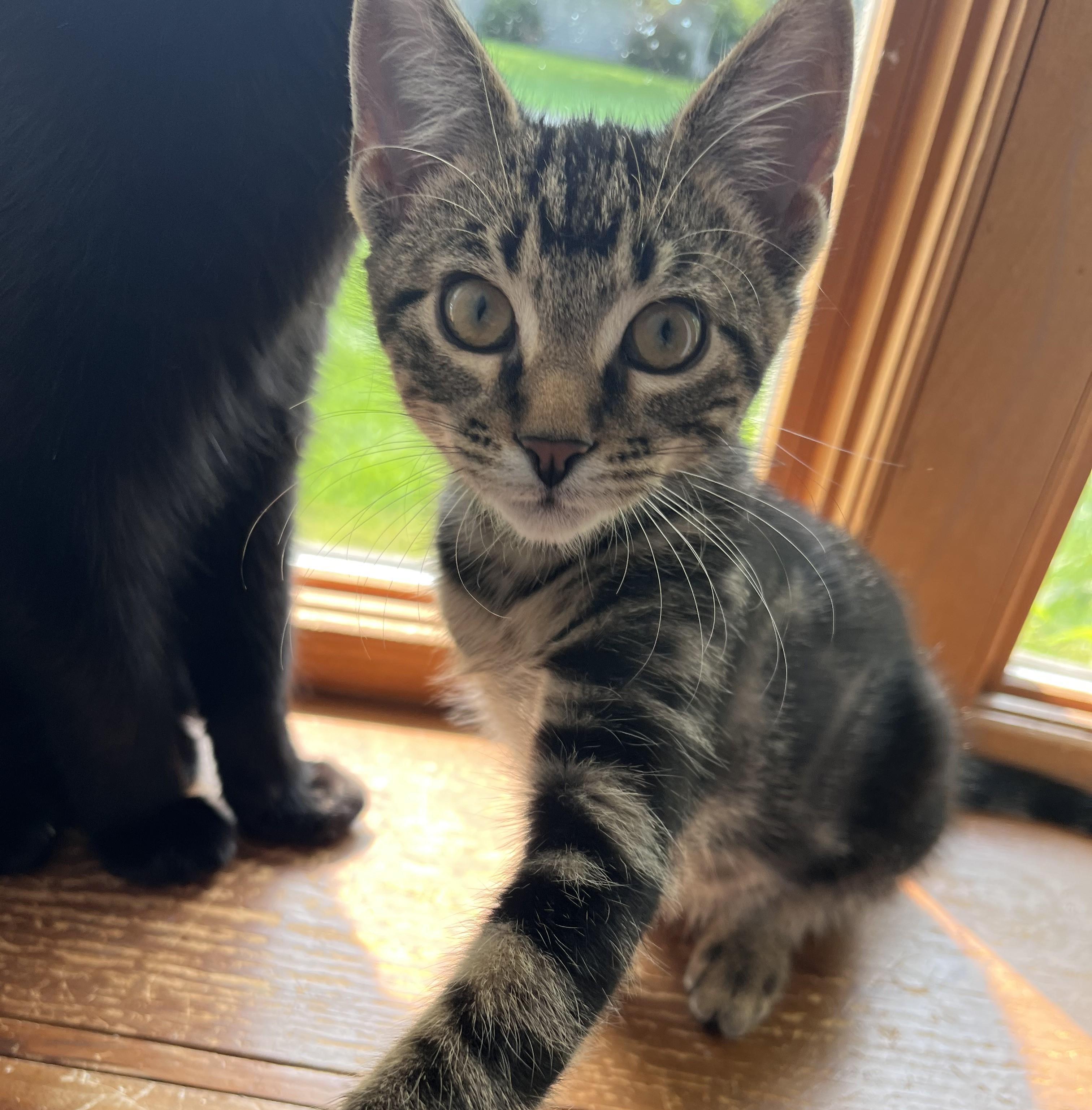 Enlarge Faible, a ADOPTABLE mixed breed in Lombard, IL image 2/5