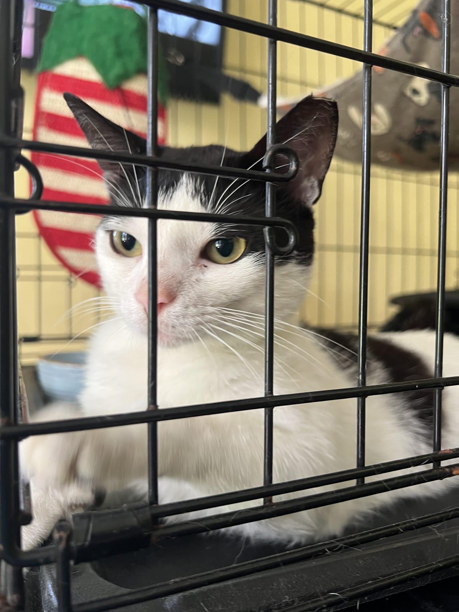 Oreo, an adopted Domestic Short Hair in Boston, MA image 2/4