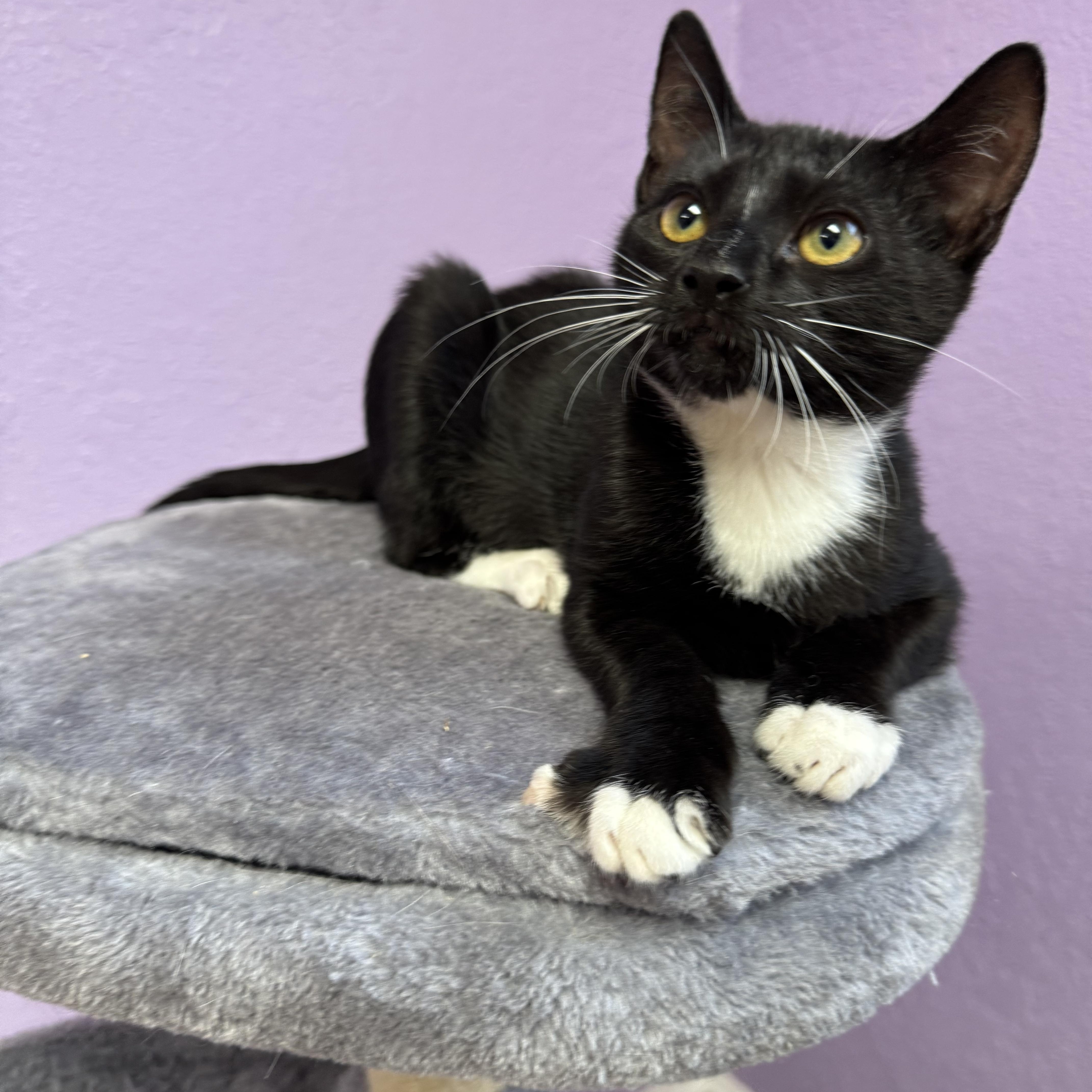 Enlarge Ruby & Tux Siblings Kittens Male & Female, a ADOPTABLE Domestic Short Hair in Monroe, NC image 3/5