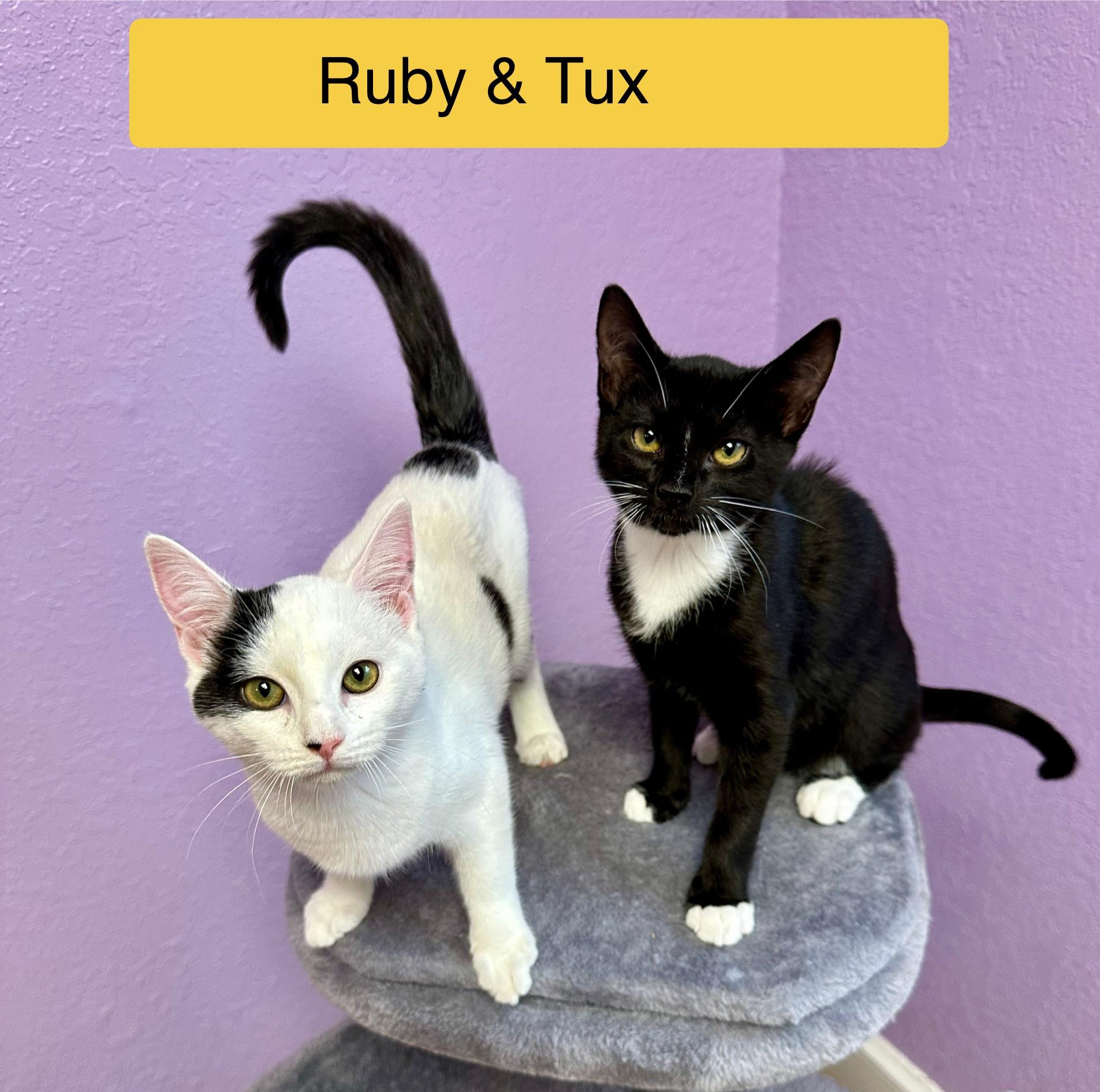 Ruby & Tux Siblings Kittens Male & Female, ADOPTABLE, Kitten Female Domestic Short Hair.