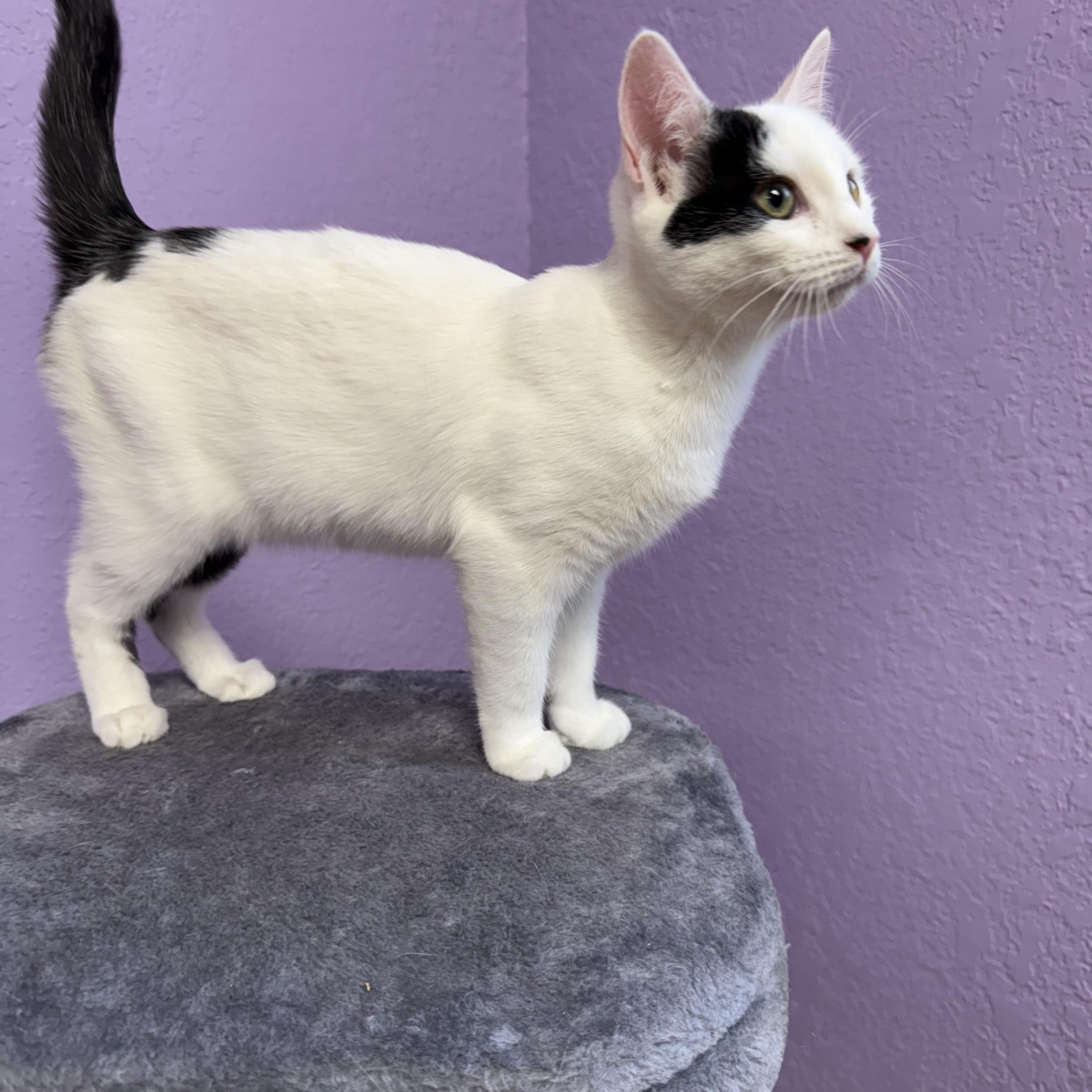 Enlarge Ruby & Tux Siblings Kittens Male & Female, a ADOPTABLE Domestic Short Hair in Monroe, NC image 5/5