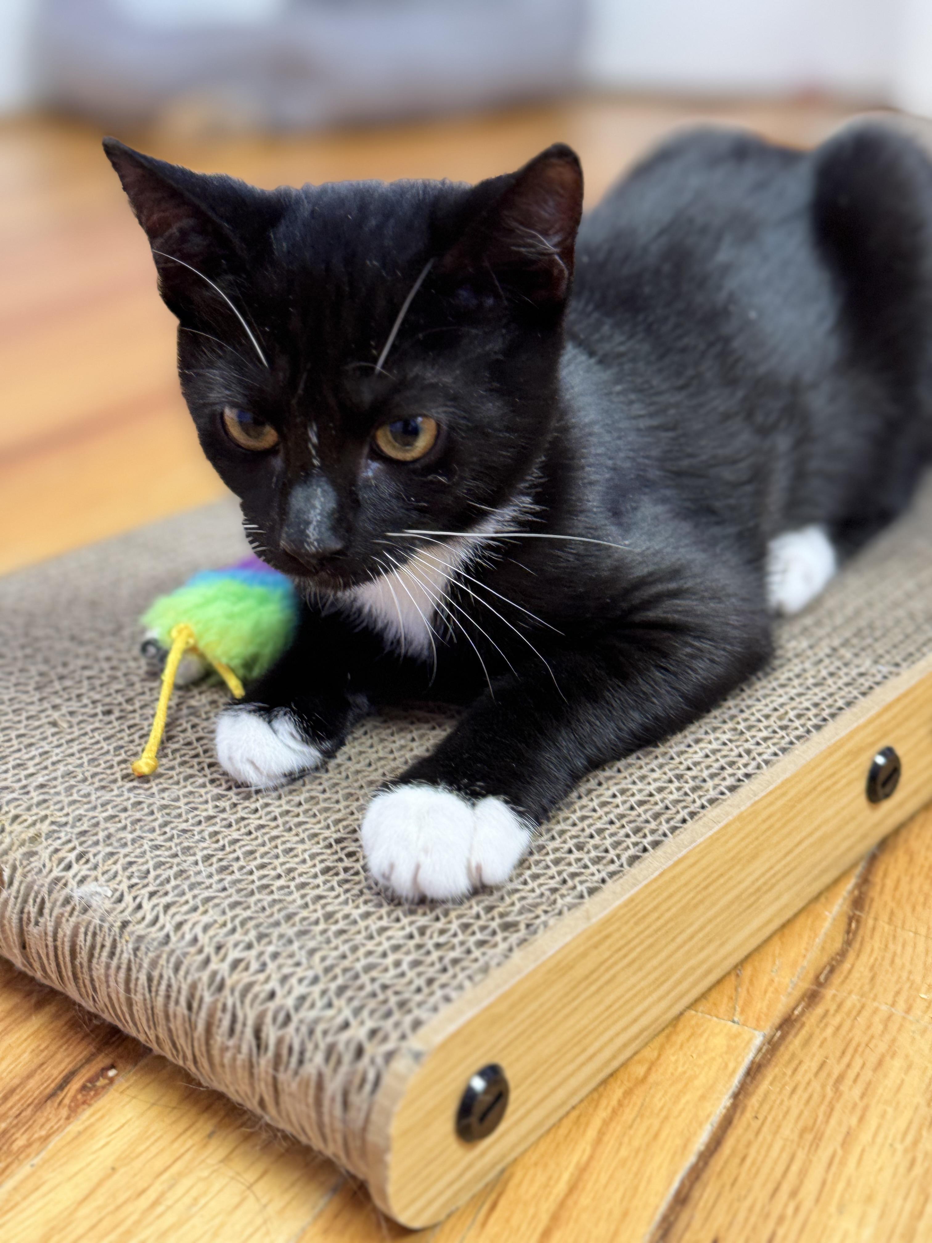 Enlarge Ruby & Tux Siblings Kittens Male & Female, a ADOPTABLE Domestic Short Hair in Monroe, NC image 4/5