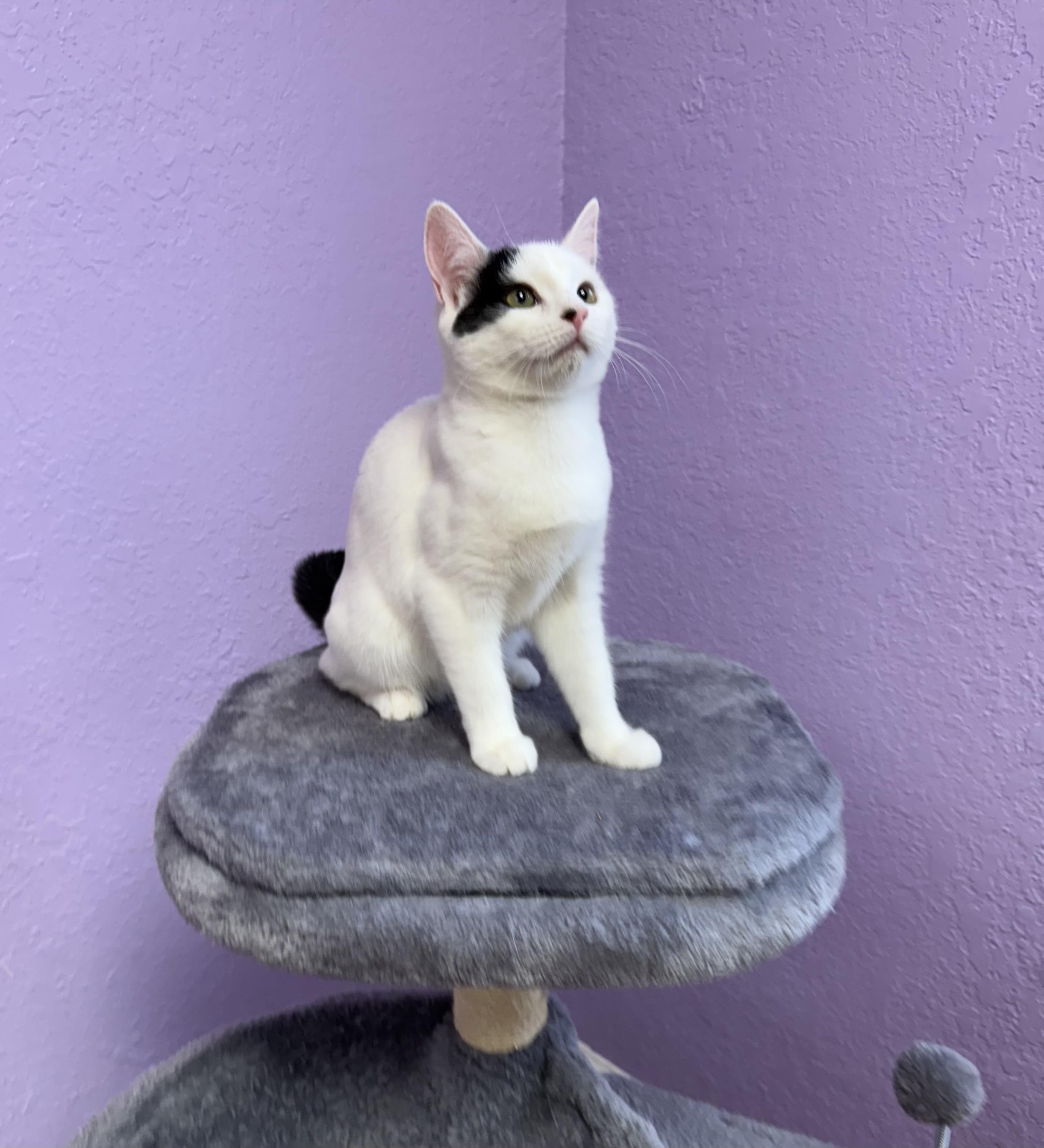 Enlarge Ruby & Tux Siblings Kittens Male & Female, a ADOPTABLE Domestic Short Hair in Monroe, NC image 2/5