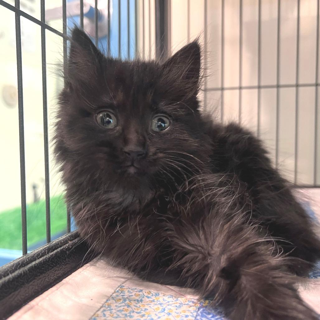 Henrietta, Adoptable, Kitten Female Domestic Long Hair.