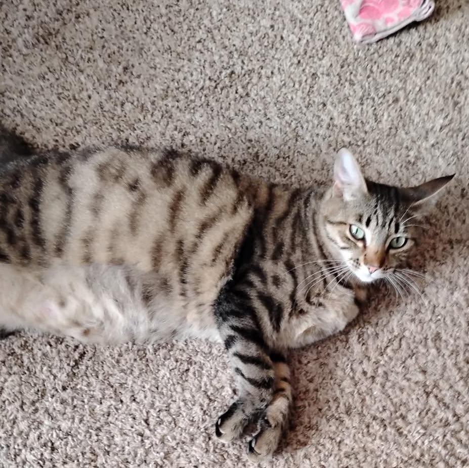 Bubbles, a Adoptable Tabby in Portland, OR image 1/3