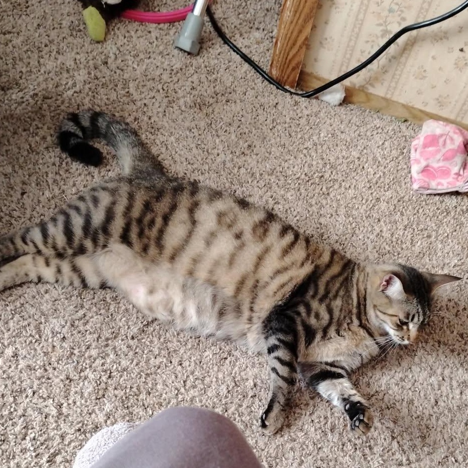 Bubbles, a Adoptable Tabby in Portland, OR image 2/3