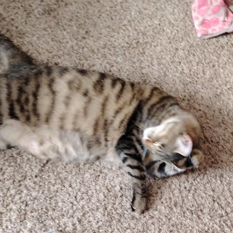 Bubbles, a Adoptable Tabby in Portland, OR image 3/3