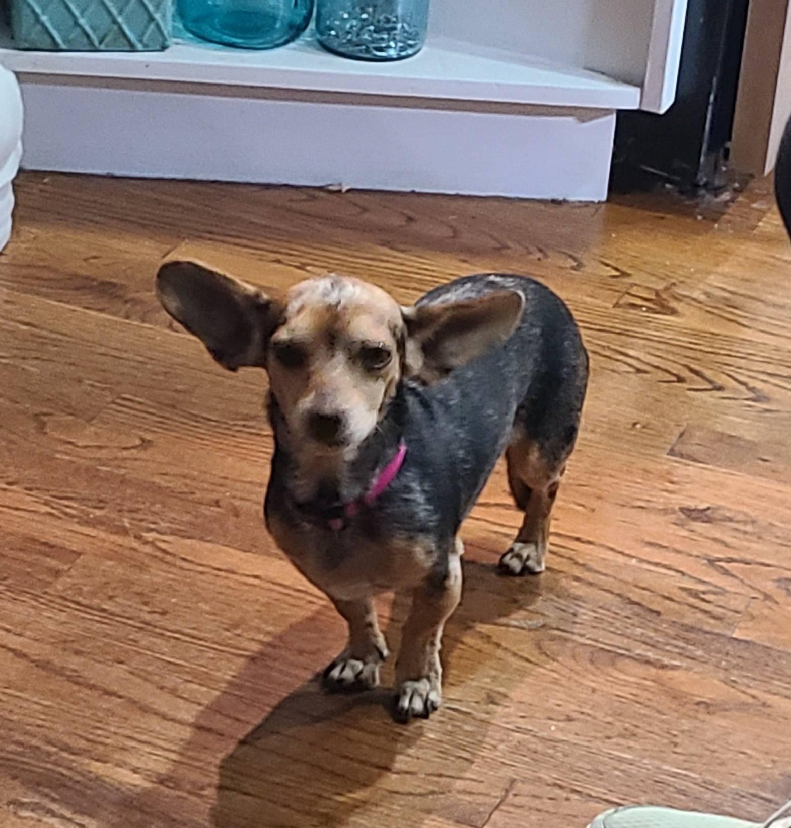 Ela, Adopted, Adult Female Dachshund.