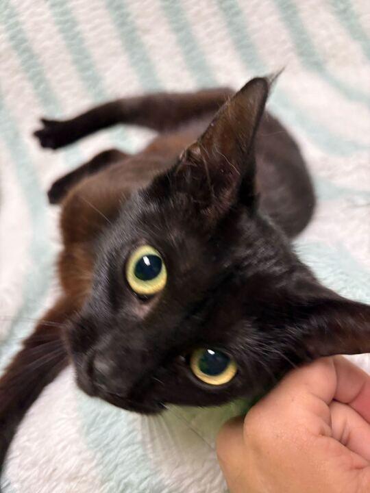 Nani, ADOPTABLE, Young Female Domestic Short Hair.