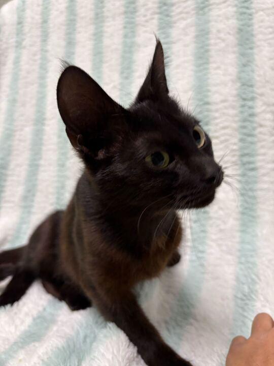 Nani, a ADOPTABLE Domestic Short Hair in Jackson, MI image 3/3