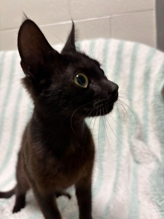 Nani, a ADOPTABLE Domestic Short Hair in Jackson, MI image 2/3